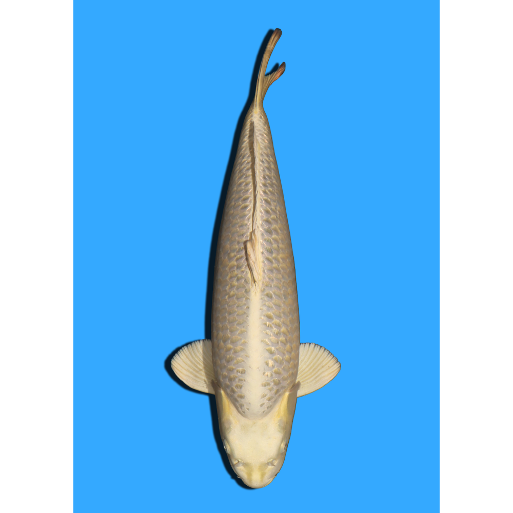 MUKASHI NISAI IKARASHI +/- 50/55CM