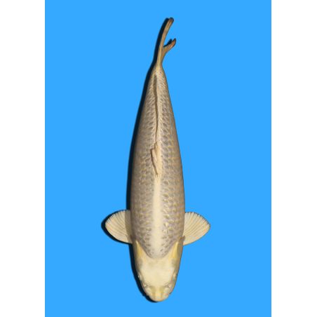 MUKASHI NISAI IKARASHI +/- 50/55CM