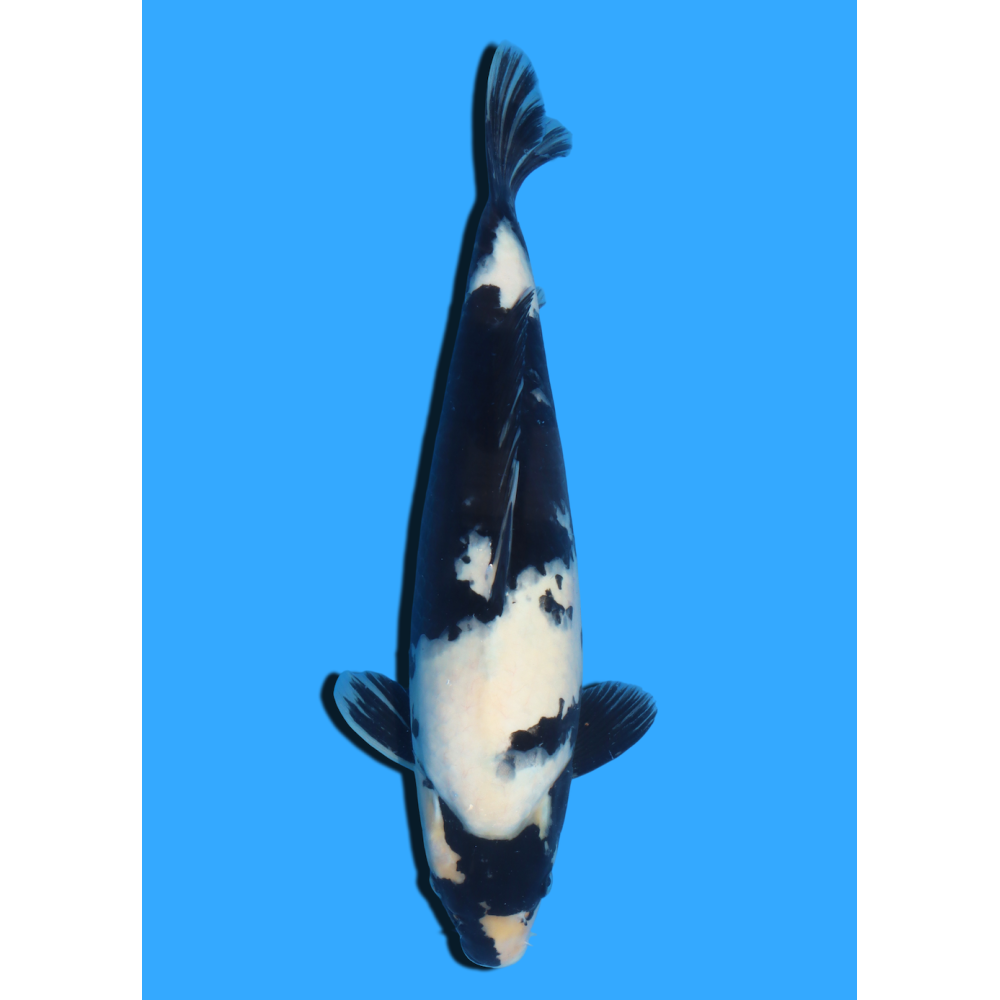 SHIRO UTSURI NISAI KANEKO +/- 45CM