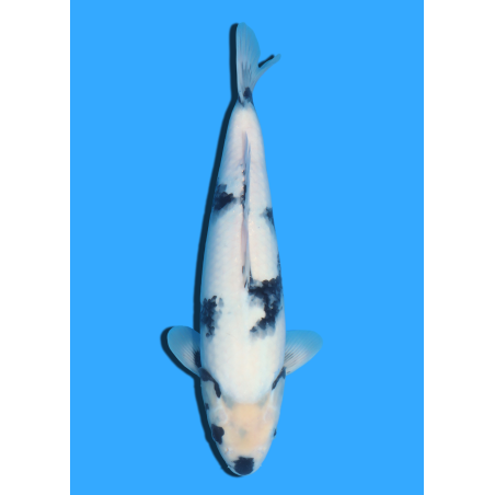 SHIRO UTSURI NISAI KANEKO +/- 45CM