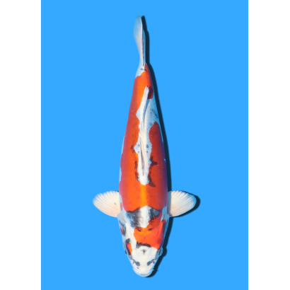 BENI KIKOKURYU NISAI KANEKO +/- 45CM