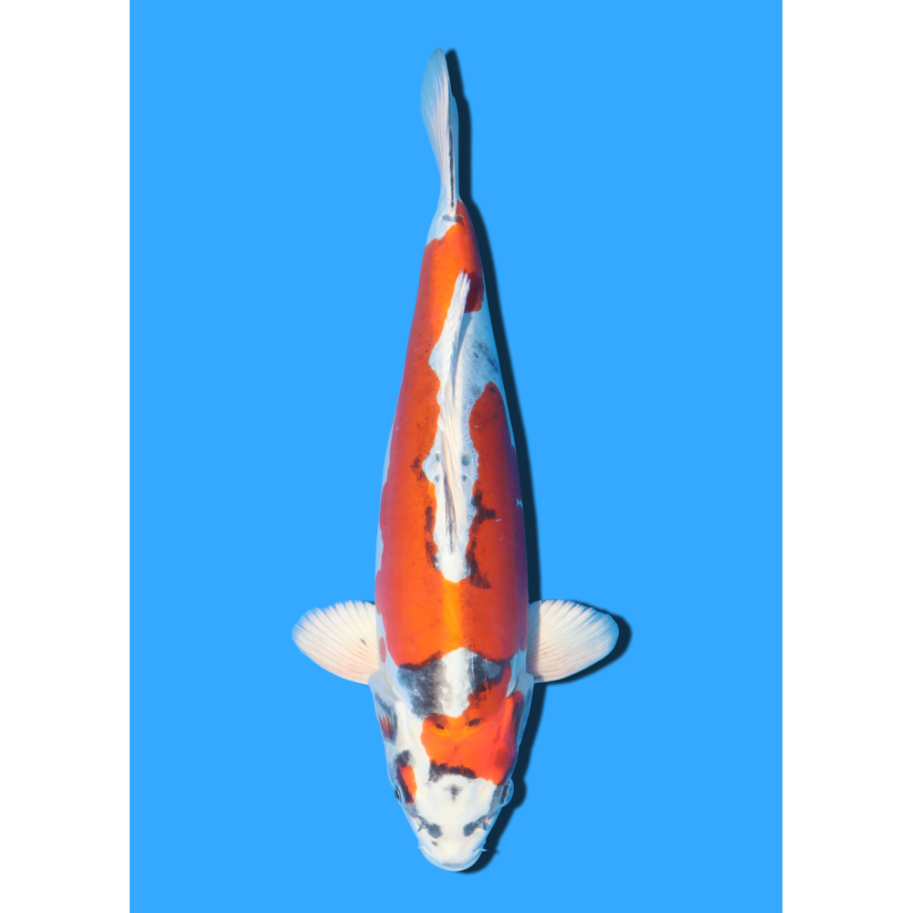 BENI KIKOKURYU NISAI KANEKO +/- 45CM