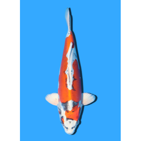 BENI KIKOKURYU NISAI KANEKO +/- 45CM