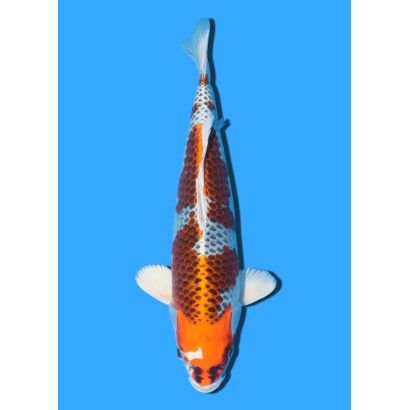 KUJAKU NISAI KANEKO +/- 45CM