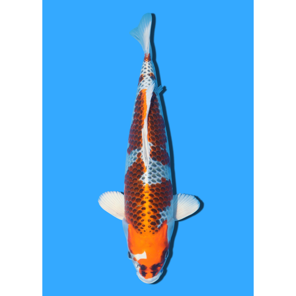 KUJAKU NISAI KANEKO +/- 45CM
