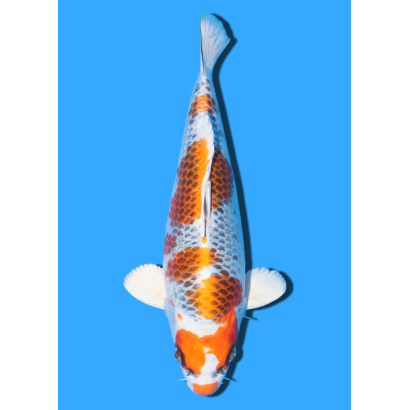 KUJAKU NISAI KANEKO +/- 40CM