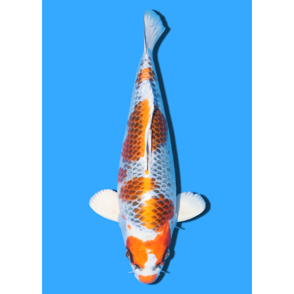 KUJAKU NISAI KANEKO +/- 40CM