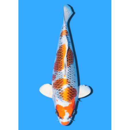 KUJAKU NISAI KANEKO +/- 40CM