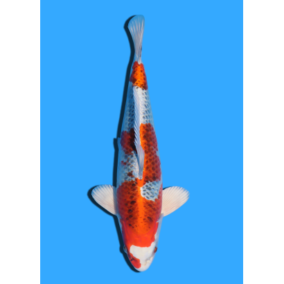 KUJAKU NISAI KANEKO +/- 40CM