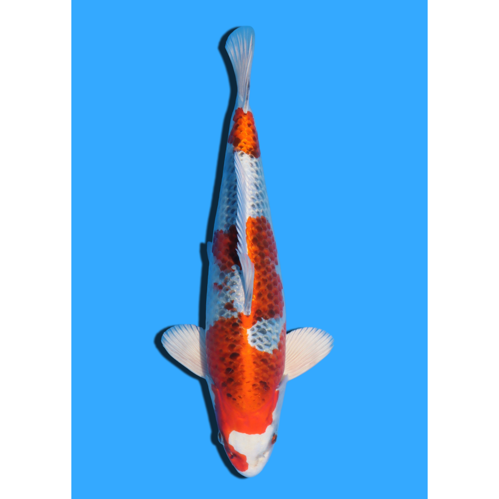 KUJAKU NISAI KANEKO +/- 40CM