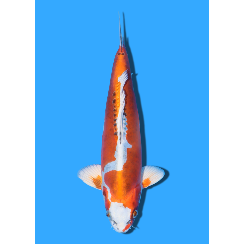 BENI KIKOKURYU NISAI KANEKO +/- 40CM