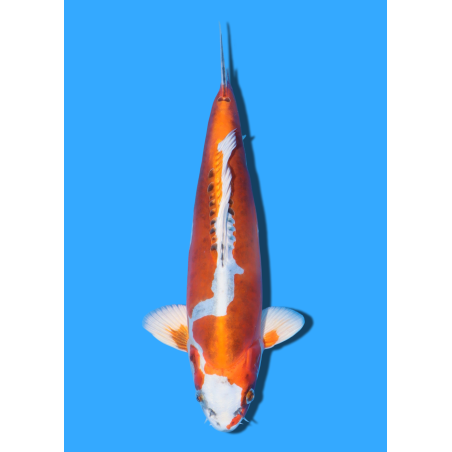 BENI KIKOKURYU NISAI KANEKO +/- 40CM