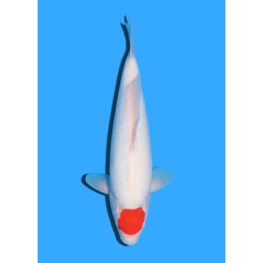 TANCHO GOSHIKI NISAI KANEKO +/- 40CM