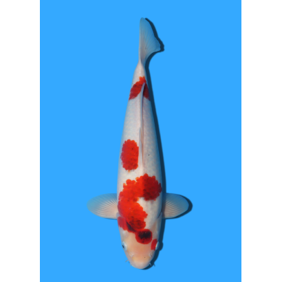 GOROMO NISAI TANAKA +/- 40CM