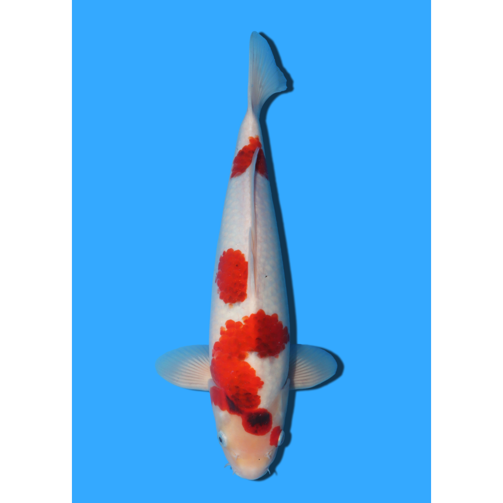 GOROMO NISAI TANAKA +/- 40CM