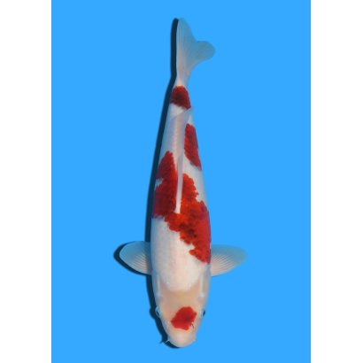 GOROMO NISAI TANAKA +/- 40CM