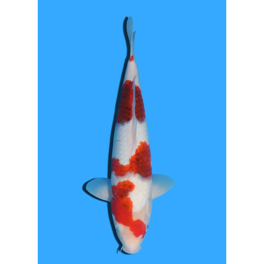 GORMO NISAI TANAKA +/- 40CM