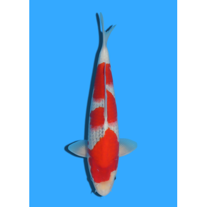 GOSHIKI NISAI TANAKA +/- 40CM
