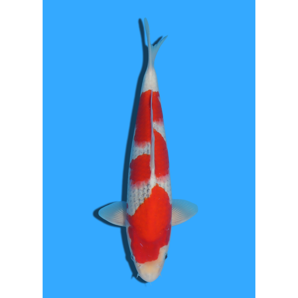 GOSHIKI NISAI TANAKA +/- 40CM