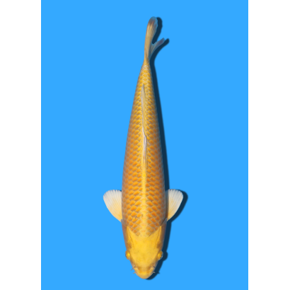 YAMABUKI NISAI TANAKA +/- 40CM