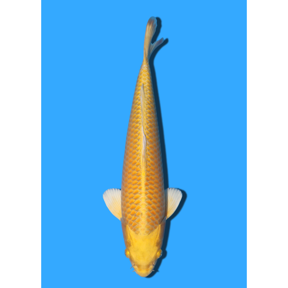 YAMABUKI NISAI TANAKA +/- 40CM