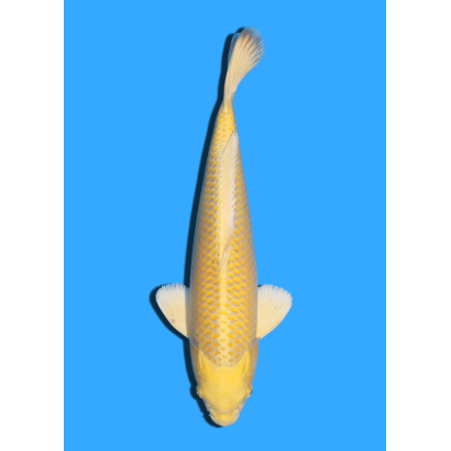 YAMABUKI NISAI TANAKA +/- 40CM