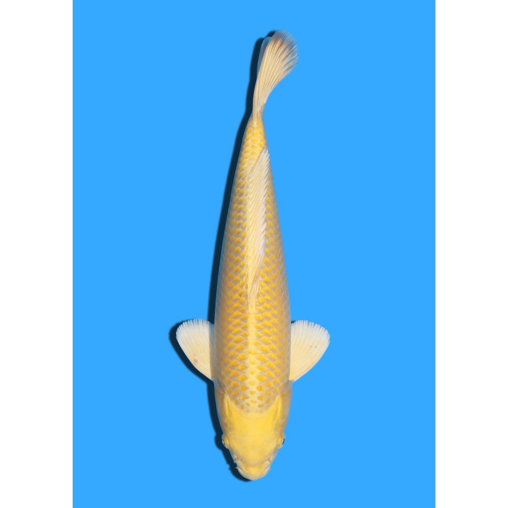 YAMABUKI NISAI TANAKA +/- 40CM