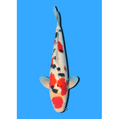 SANKE NISAI MARUSEI +/- 40 CM