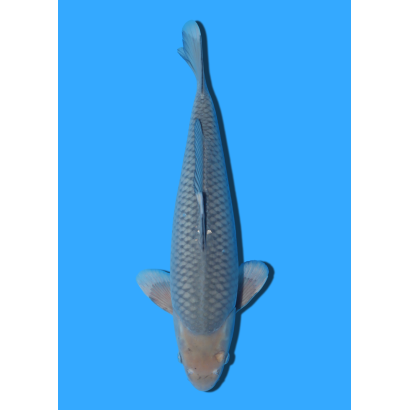 SORAGOI NISAI KANEKO +/- 40CM