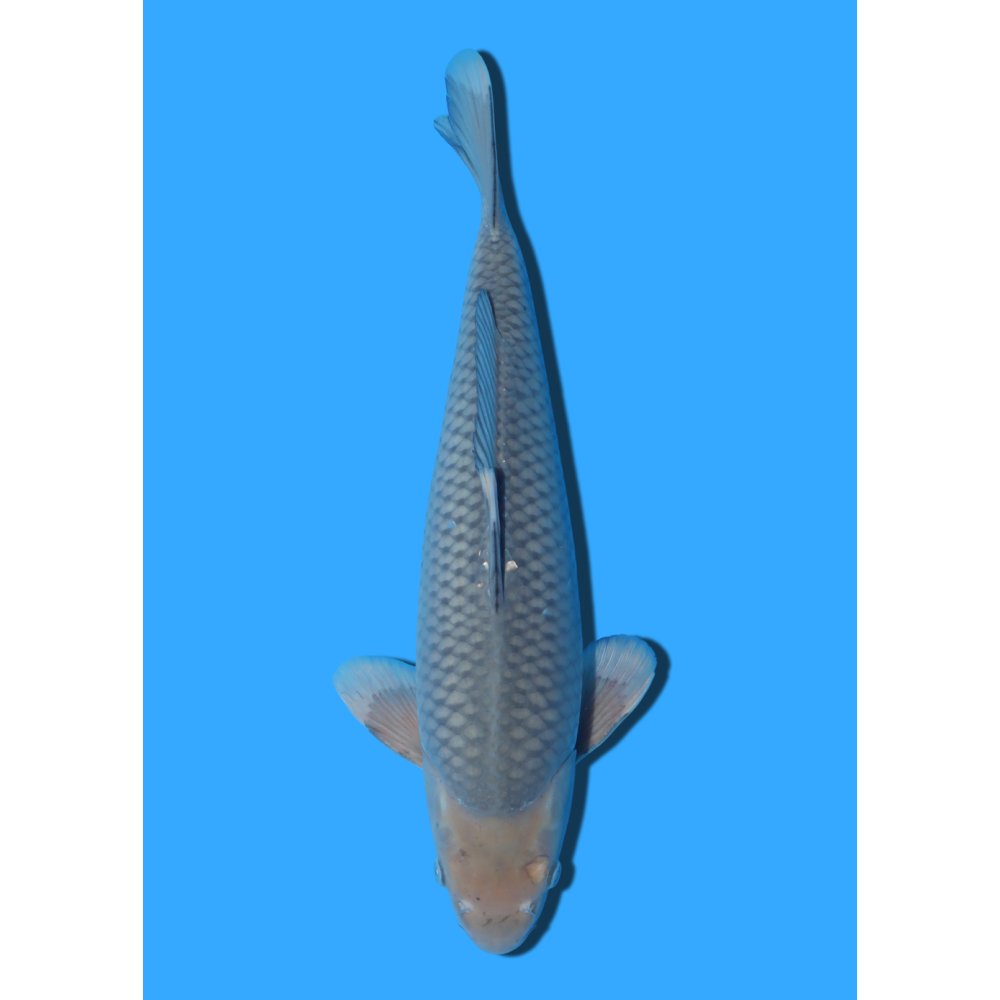 SORAGOI NISAI KANEKO +/- 40CM