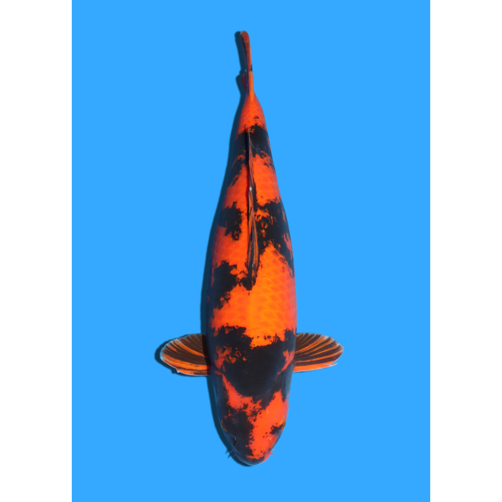 HI UTSURI SANSAI SAKAZUME +/- 56CM