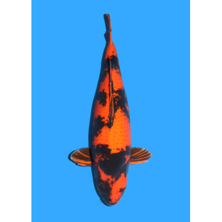 HI UTSURI SANSAI SAKAZUME +/- 56CM