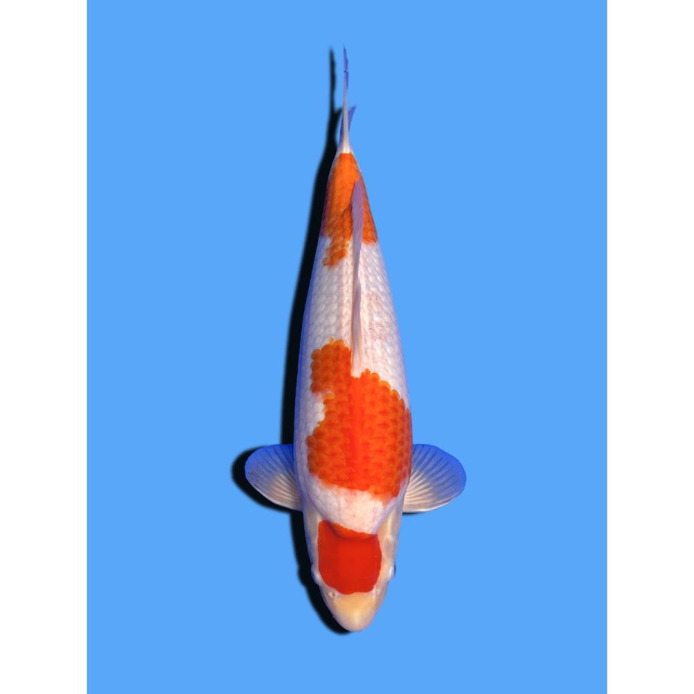 KOHAKU NISAI  SAKAI FISH FARM