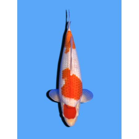 KOHAKU NISAI  SAKAI FISH FARM