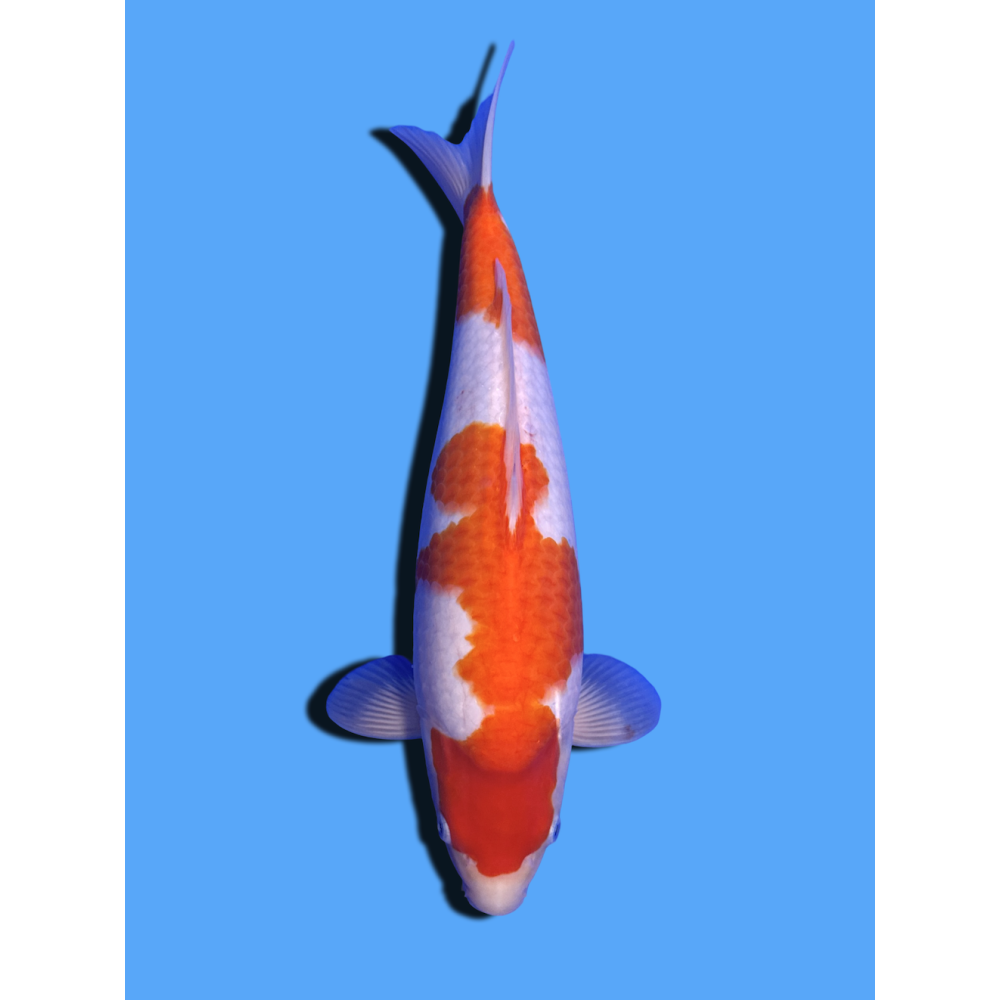 KOHAKU NISAI  SAKAI FISH FARM