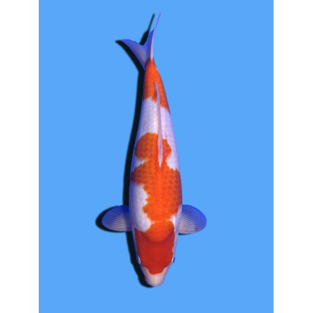 KOHAKU NISAI  SAKAI FISH FARM