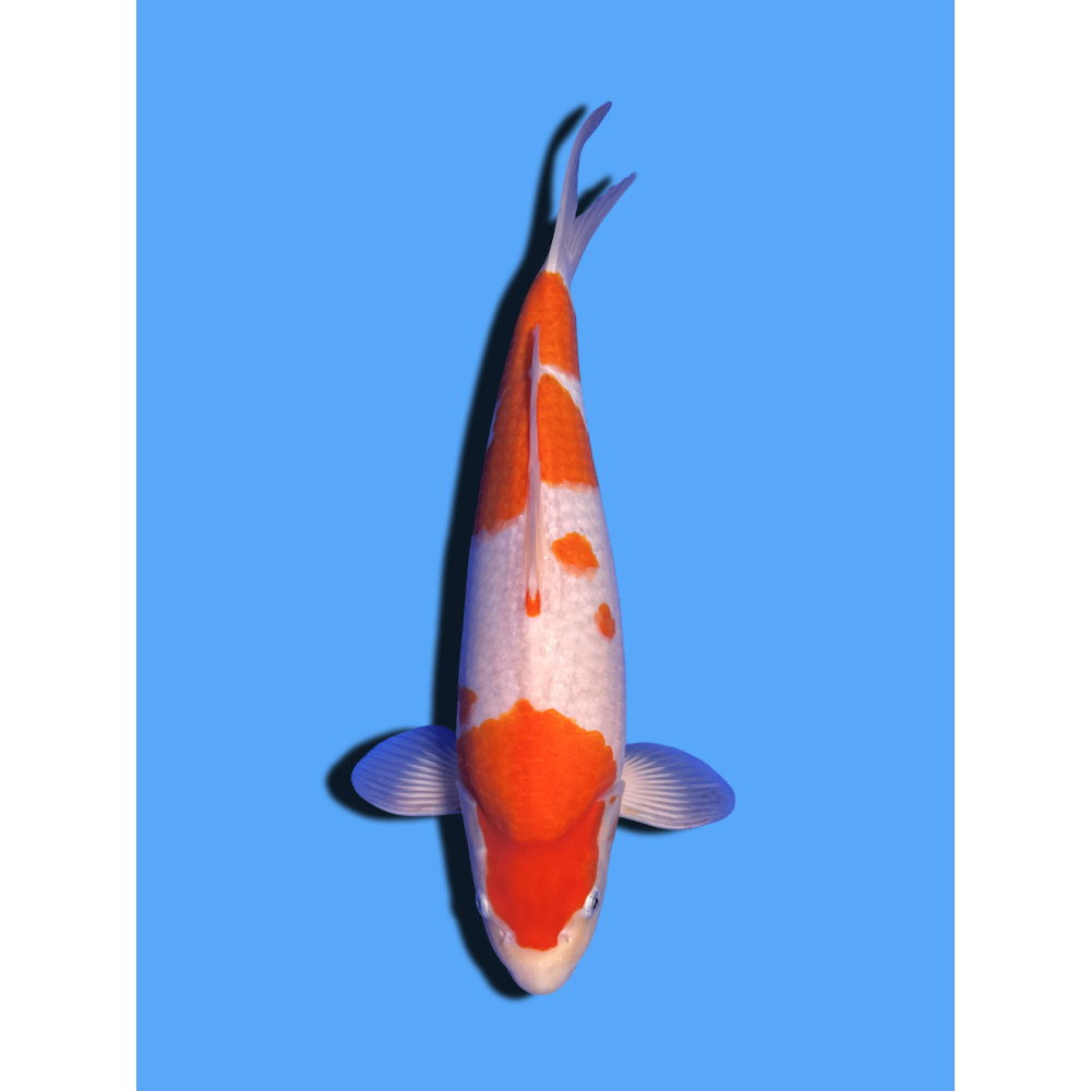 KOHAKU NISAI  SAKAI FISH FARM