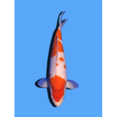 KOHAKU NISAI  SAKAI FISH FARM