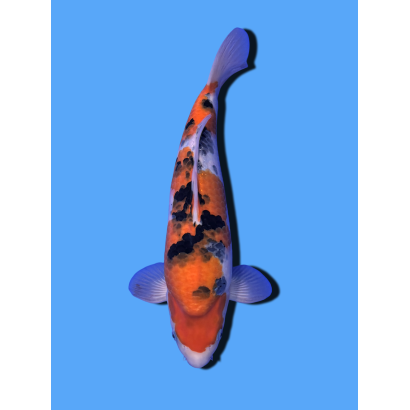 SANKE NISAI  SAKAI FISH FARM