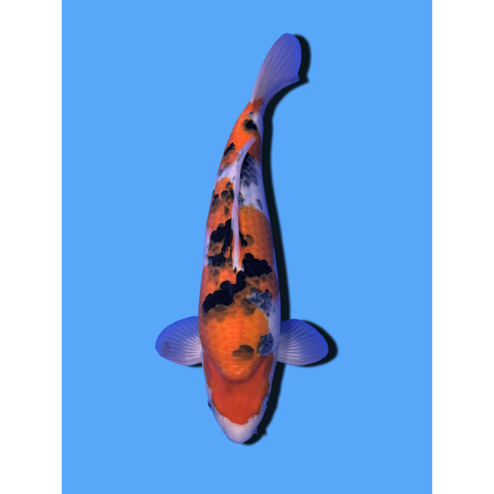 SANKE NISAI  SAKAI FISH FARM