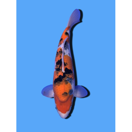 SANKE NISAI  SAKAI FISH FARM