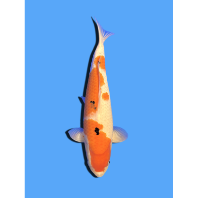 SANKE NISAI  SAKAI FISH FARM