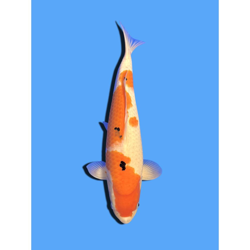 SANKE NISAI  SAKAI FISH FARM