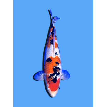 SANKE NISAI  SAKAI FISH FARM