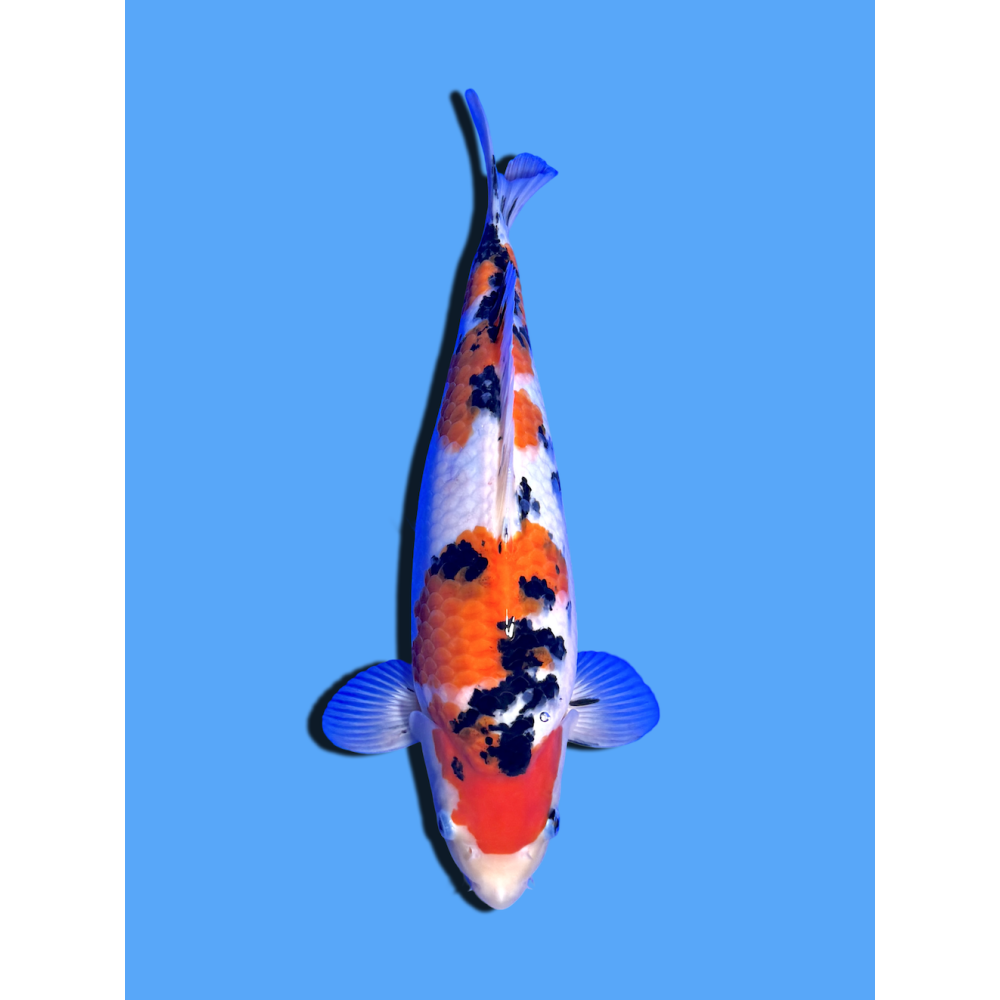 SANKE NISAI  SAKAI FISH FARM