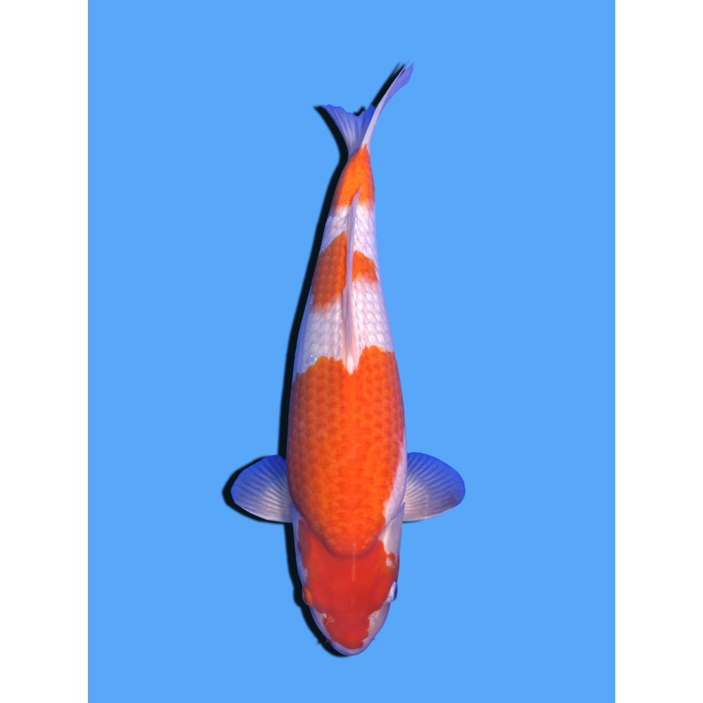 KOHAKU NISAI  SAKAI FISH FARM
