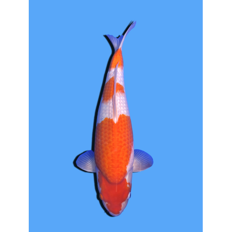 KOHAKU NISAI  SAKAI FISH FARM