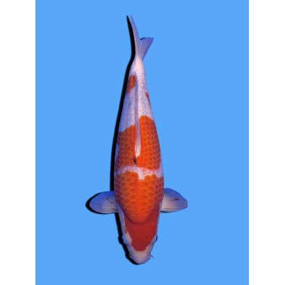 SANKE NISAI  SAKAI FISH FARM