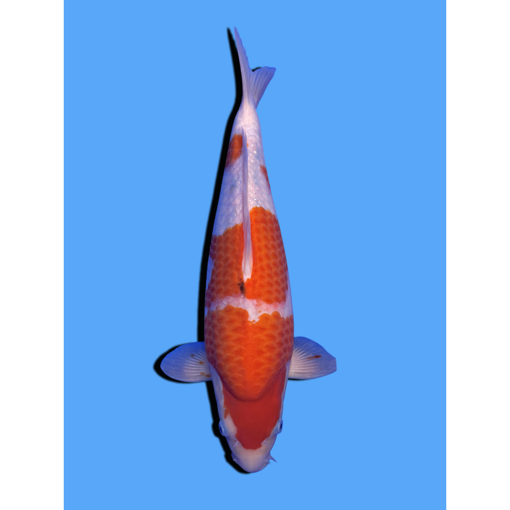 SANKE NISAI  SAKAI FISH FARM