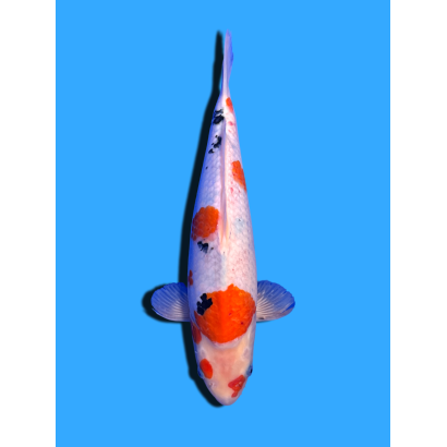 SANKE NISAI  SAKAI FISH FARM